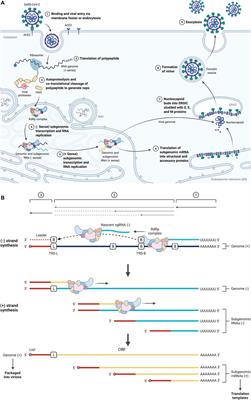 Epitranscriptomics of SARS-CoV-2 Infection